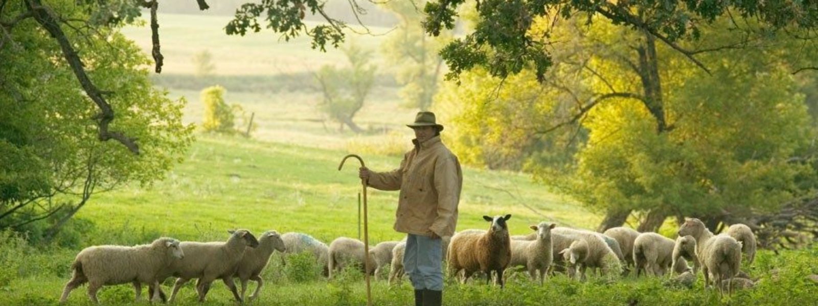the way of the shepherd