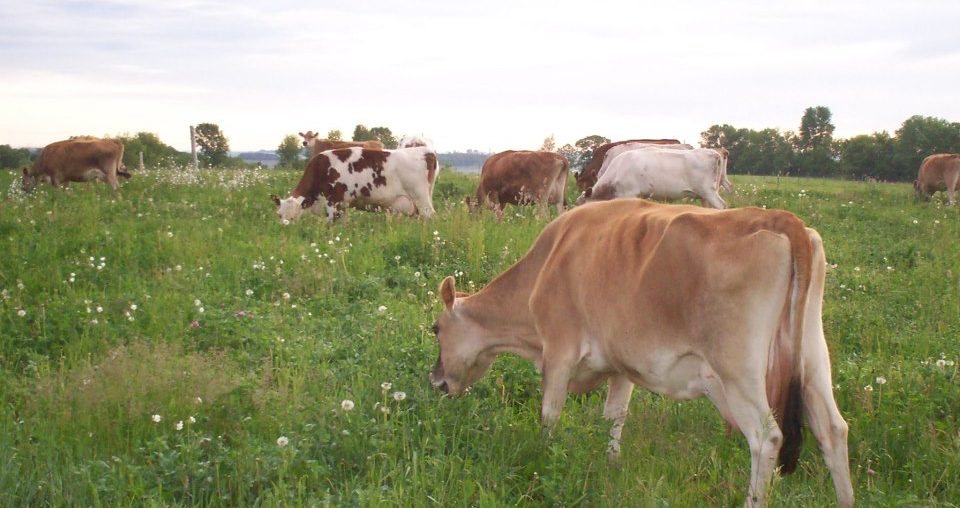 Cows Prairie Hollow Farm