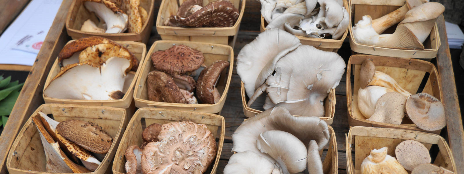 Northwood Mushrooms fresh at market