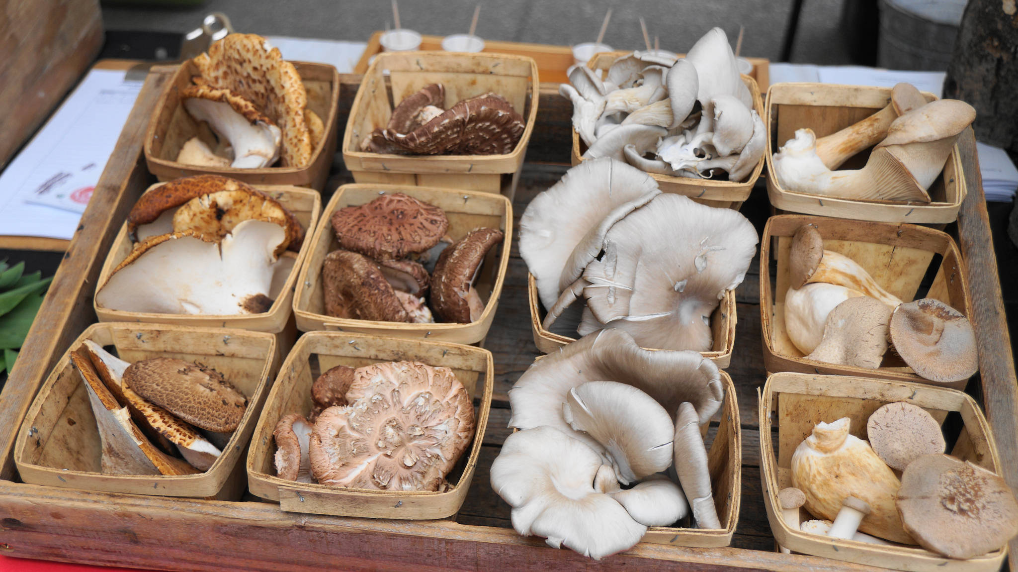 Winter Mushrooms - Mill City Farmers Market