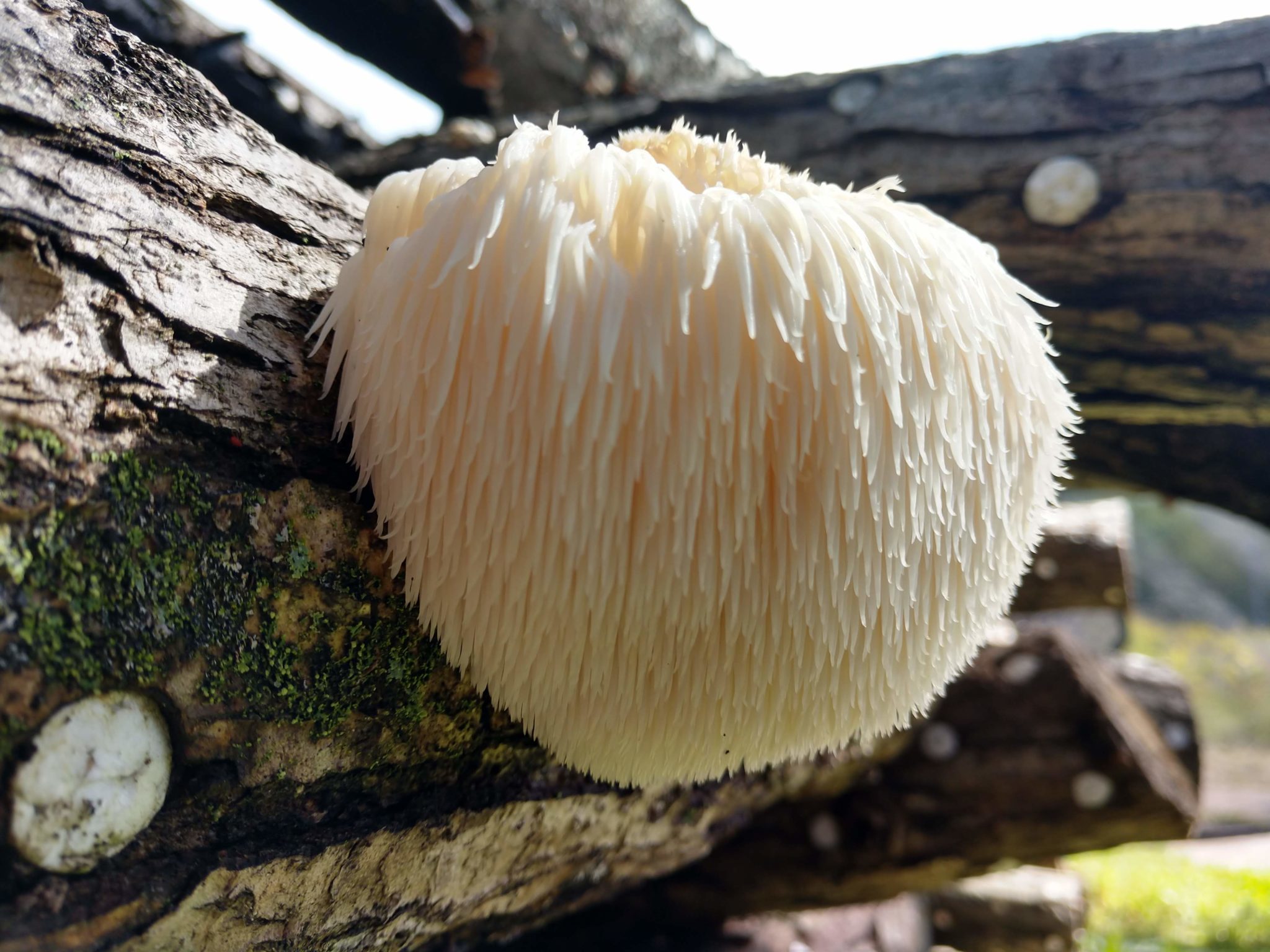 Winter Mushrooms Mill City Farmers Market