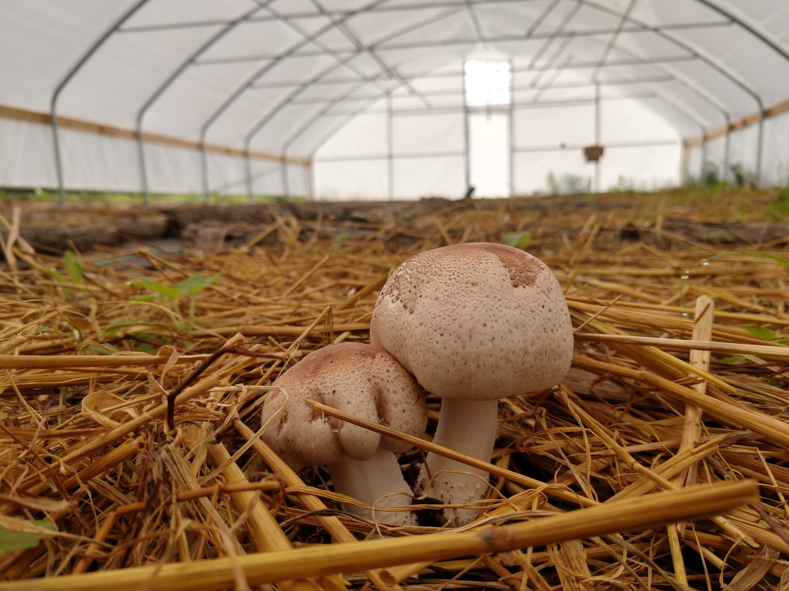 Northwood Mushrooms fruiting mushroom