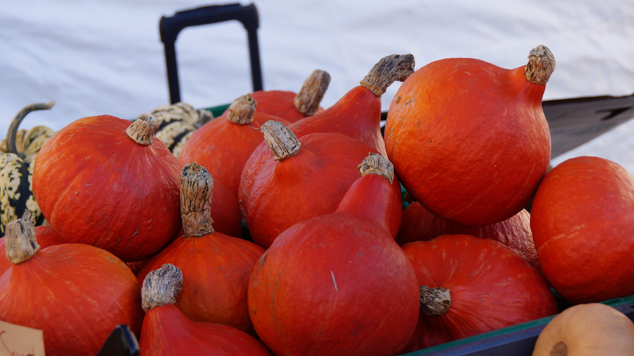 Red Kuri Squash and Cheese Dip