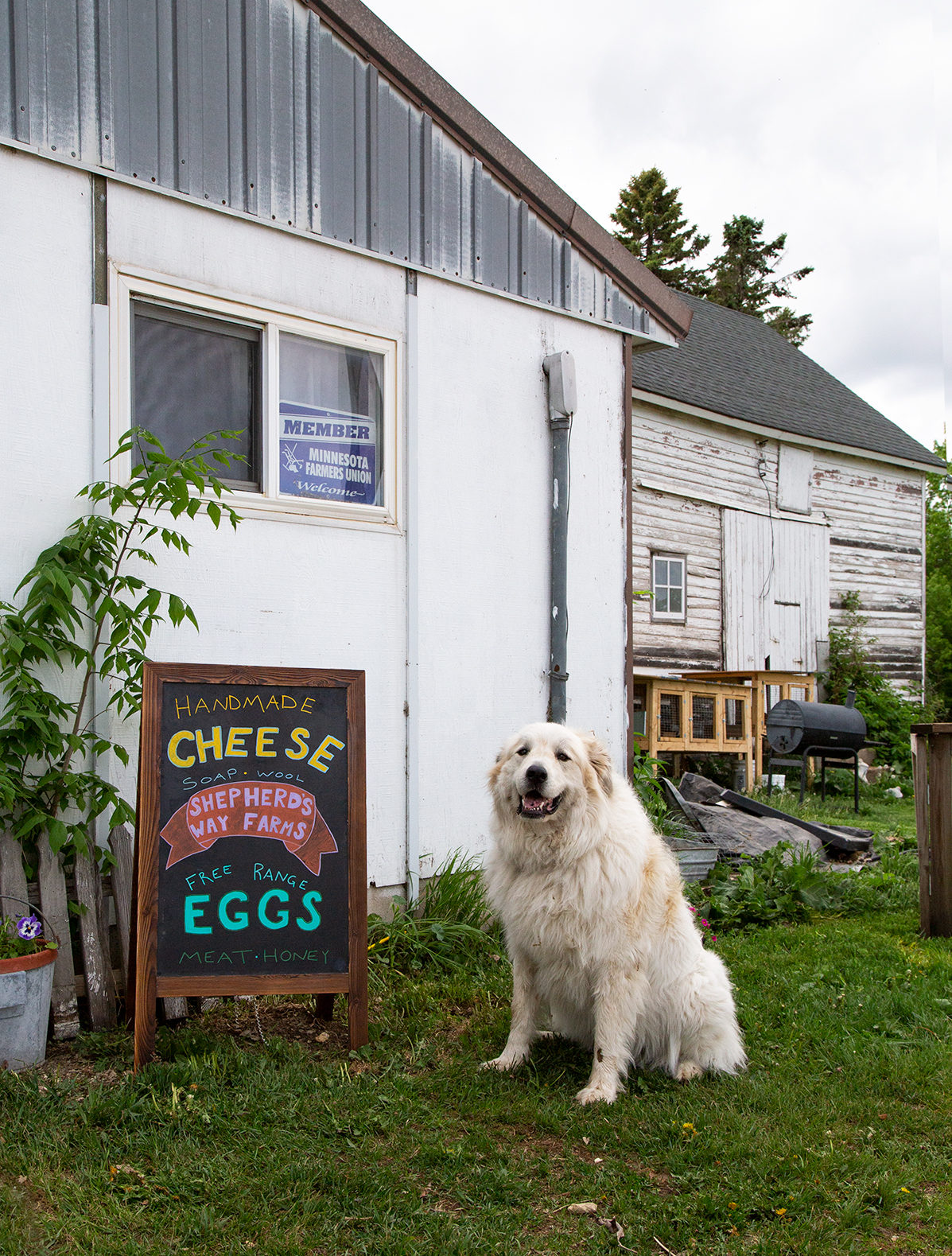 Dog and Cheese Sign at Shepherd's Way Farms