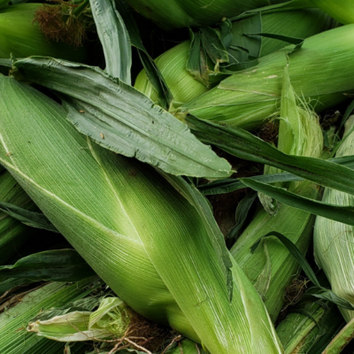 Sweet Corn Update Mill City Farmers Market