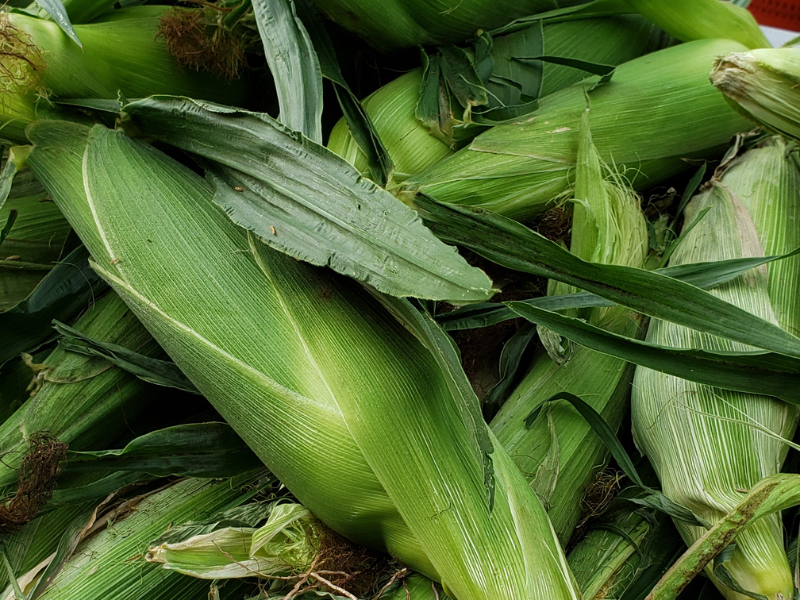 Sweet Corn Update Mill City Farmers Market