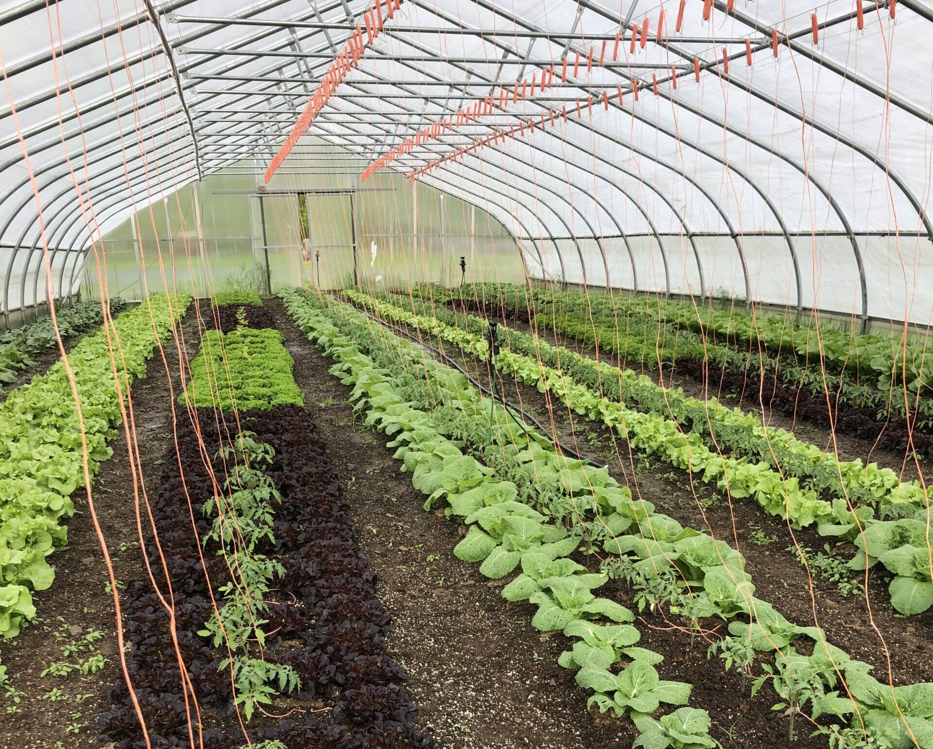 Turnip Rock Farm greenhouse