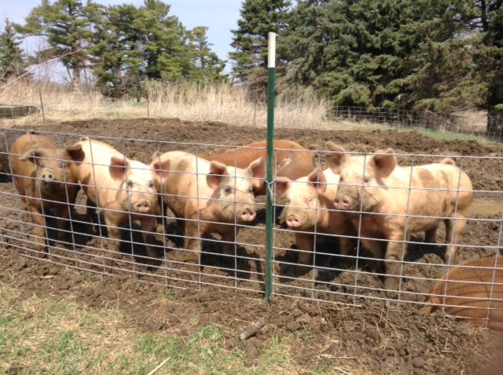 Pigs Prairie Hollow Farm