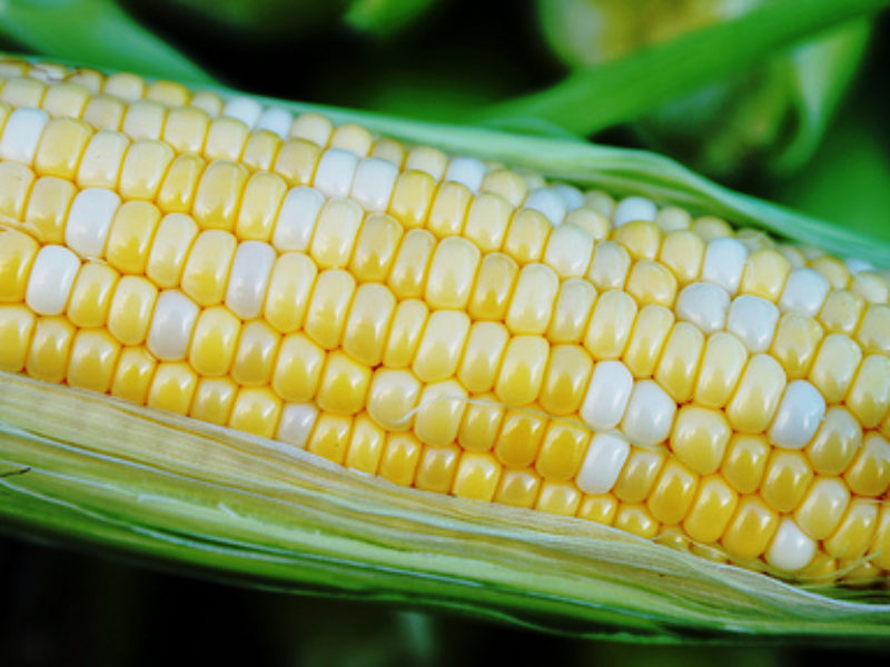 Nistler Farms sweet corn