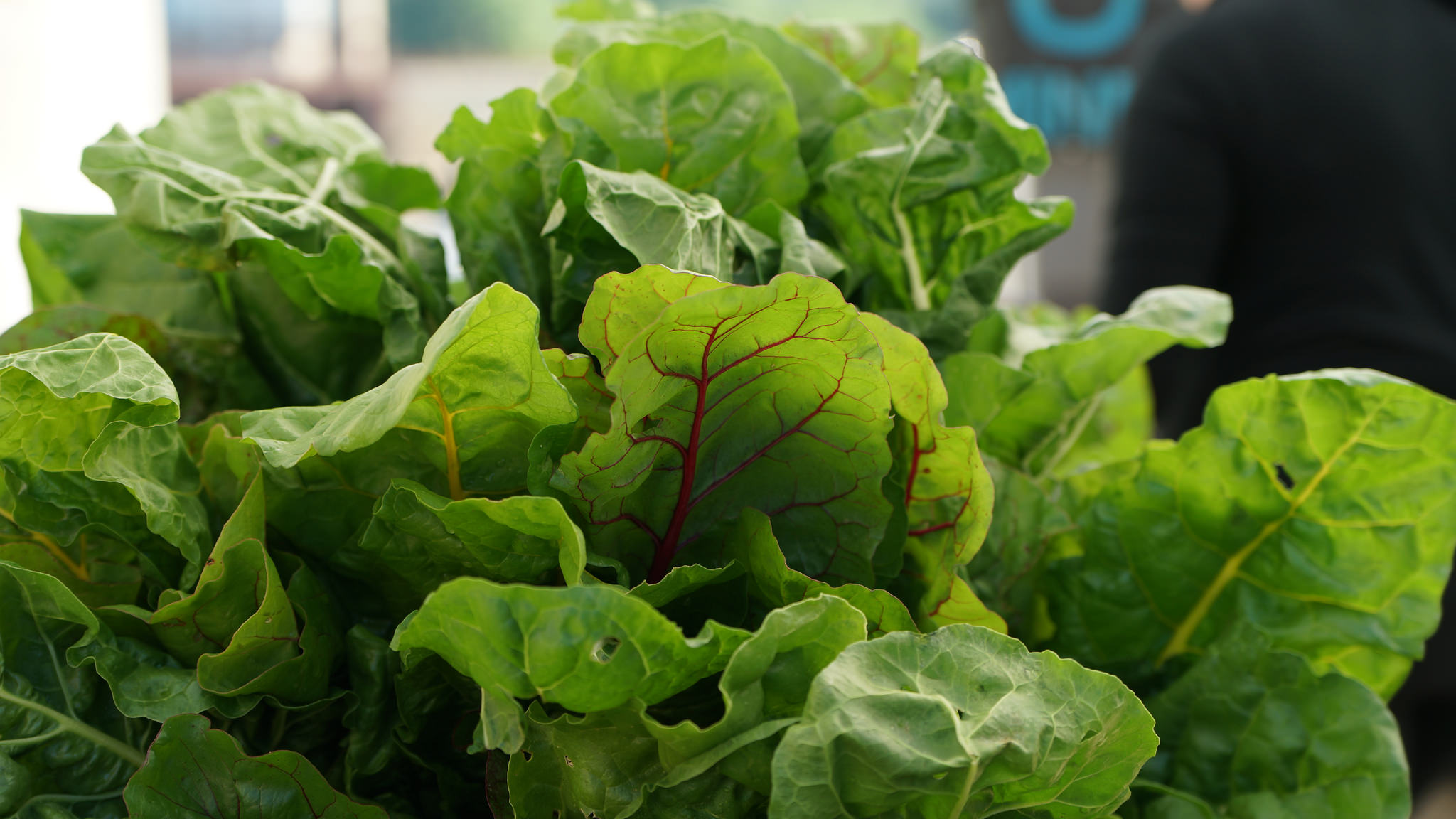 https://millcityfarmersmarket.org/wp-content/uploads/swiss-chard-greens.jpg